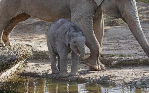 Quel est le poids d'une trompe d'éléphant ?