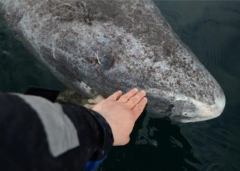 Quel est l'animal qui vit le plus profond dans l'océan ?