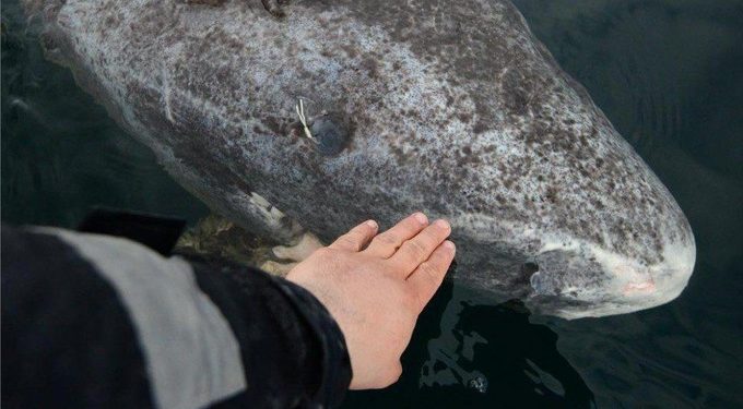 Quel est l'animal qui vit le plus profond dans l'océan ?
