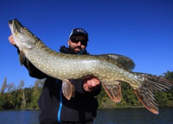 Comment les poissons résistent à la pression ?