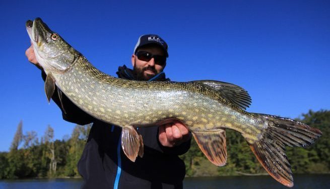 Comment les poissons résistent à la pression ?