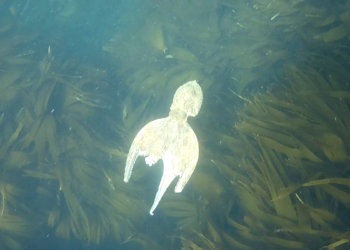 Quel est le prédateur du moineaux ?