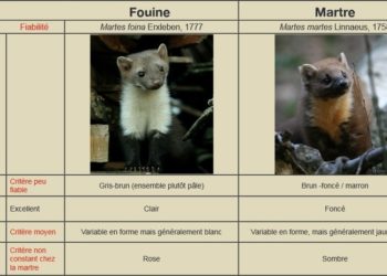 Quelle est la différence entre une fouine et une belette ?