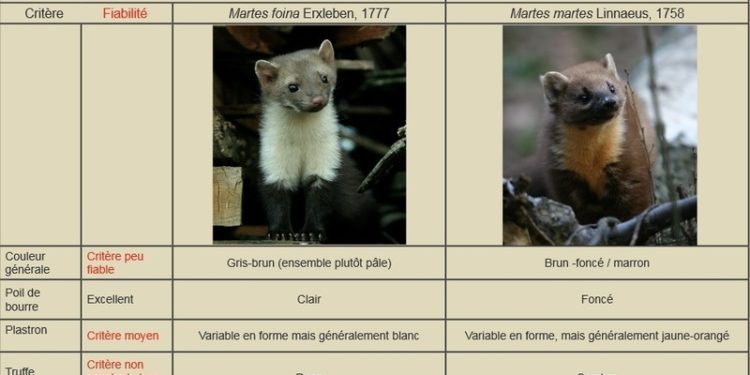 Quelle est la différence entre une fouine et une belette ?