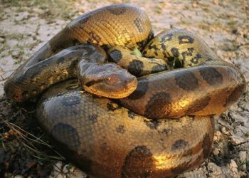 Où vit le serpent anaconda ?