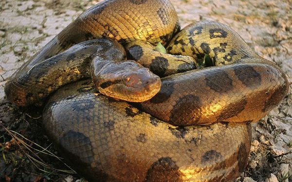 Où vit le serpent anaconda ?