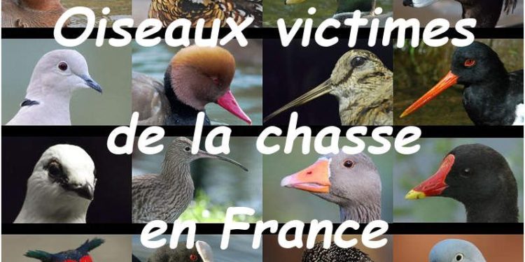 Quel oiseau Peut-on chasser ?