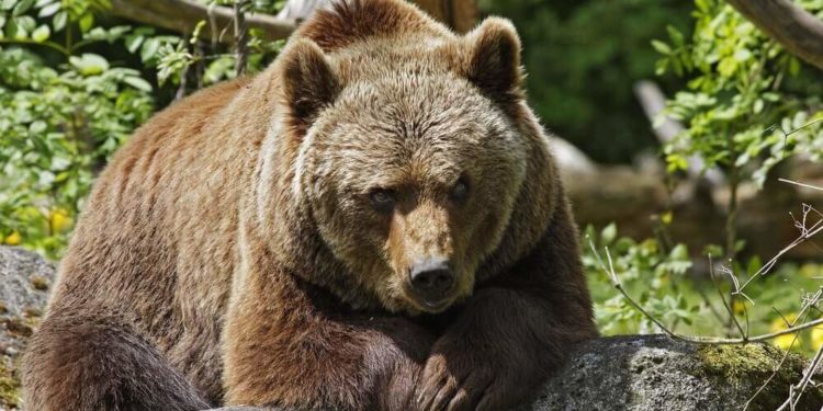 Qui est le plus fort entre un ours et un gorille ?