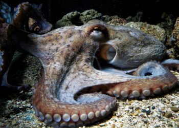 Est-ce qu'un poulpe peut mordre ?