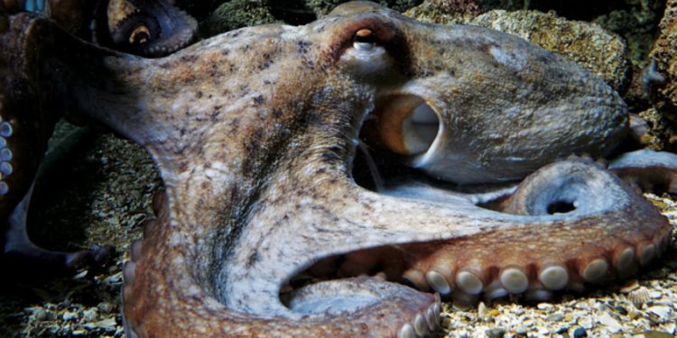 Est-ce qu'un poulpe peut mordre ?