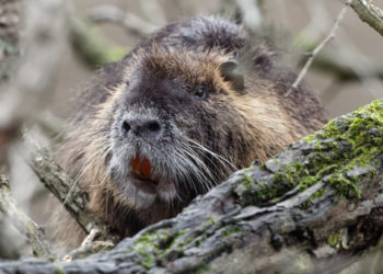 Pourquoi le ragondin est une espèce invasive ?