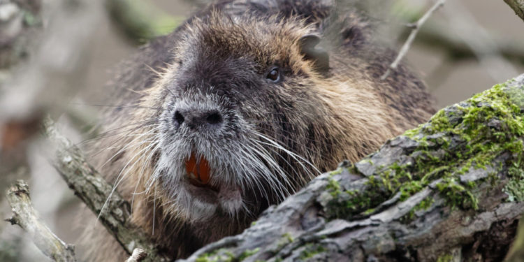 Pourquoi le ragondin est une espèce invasive ?