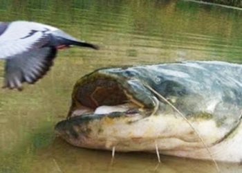 Quel poisson mange le silure ?