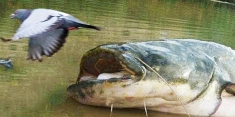 Quel poisson mange le silure ?