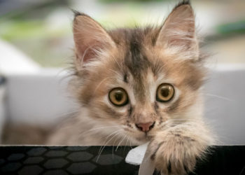 Comment s'appelle le premier chien à avoir été dans l'espace ?