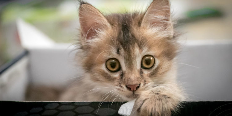 Comment s'appelle le premier chien à avoir été dans l'espace ?