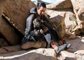 Où vivent les animaux domestiques ?