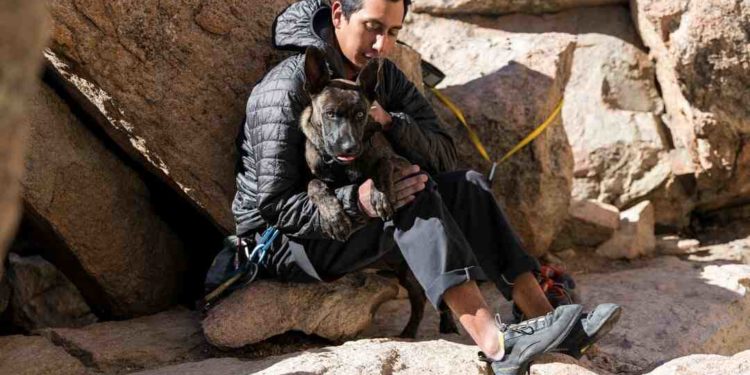 Où vivent les animaux domestiques ?