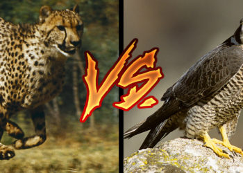 Quel est l'animal le plus sage du monde ?