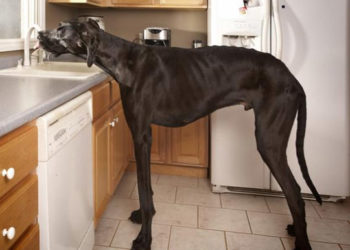 Quel est le chien le plus grand du monde ?