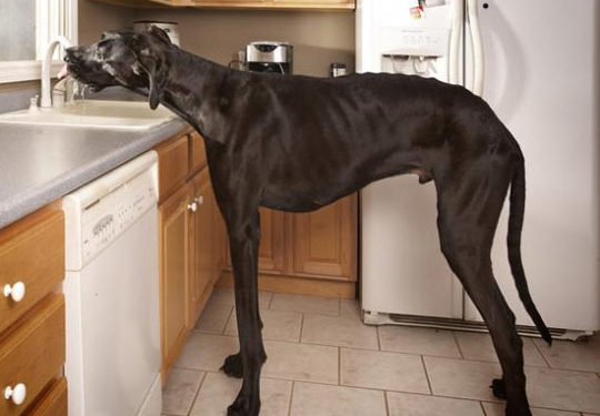 Quel est le chien le plus grand du monde ?