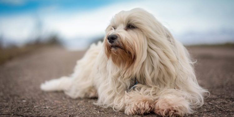 Comment nourrir un chiot Bichon Havanais ?