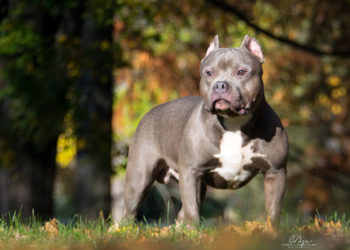Quelle catégorie est un American Bully ?