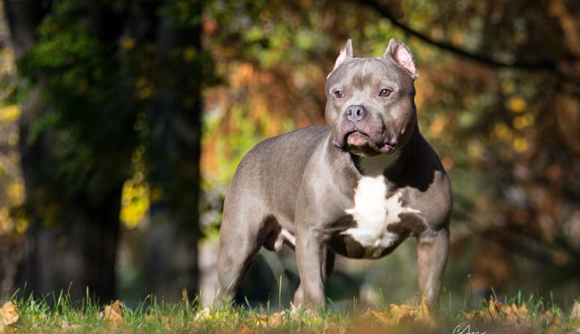 Quelle catégorie est un American Bully ?