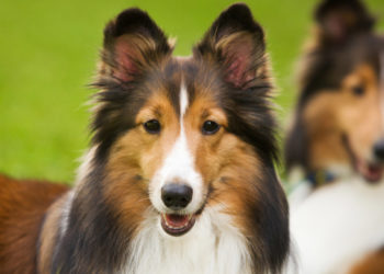 Quel est le meilleur petit chien de compagnie ?