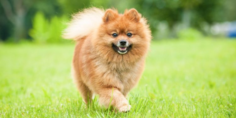 Quel est le prix d'un spitz nain ?