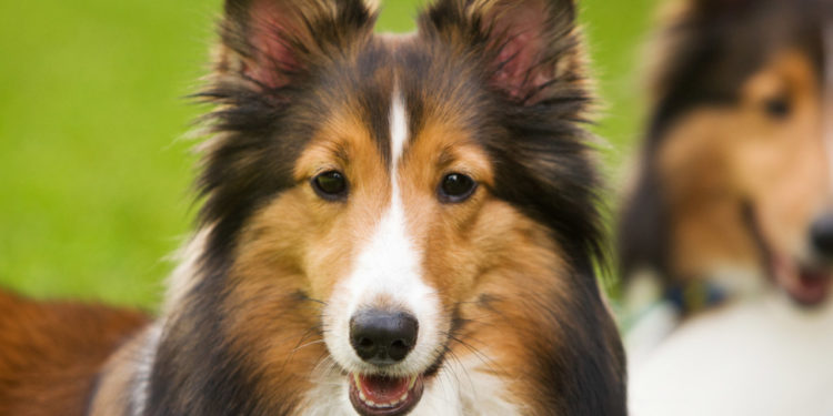 Quel est le meilleur petit chien de compagnie ?