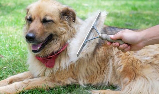 Pourquoi les poils de mon chien se dressent ?