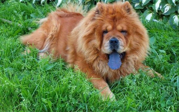 Pourquoi le Chow-chow ?