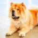 Quel est le prix d'un chien Chow-chow ?