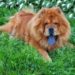 Pourquoi le Chow-chow ?