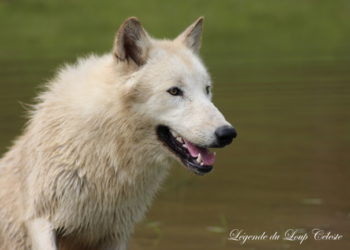Quel est le plus proche parent du chien ?