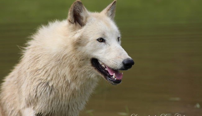 Quel est le plus proche parent du chien ?