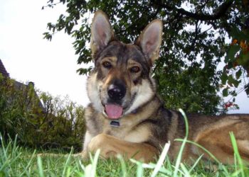 Quelle est la race de loup la plus grosse ?