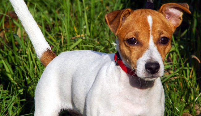 Quel sont les race de chien qui reste petit ?