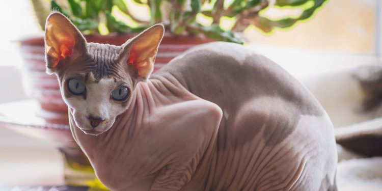 Quel est le prix d'un chat sphynx ?