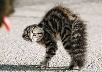 Qu'est-ce que la queue d'un chat ?