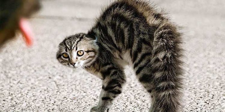 Qu'est-ce que la queue d'un chat ?