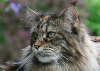 Quelle est la particularité des chats de race Manx ?