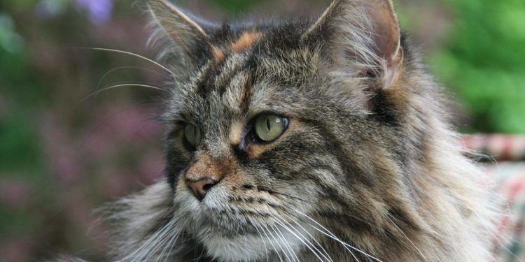 Quelle est la particularité des chats de race Manx ?