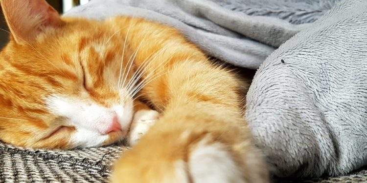 Comment savoir si on a un chat nain ?