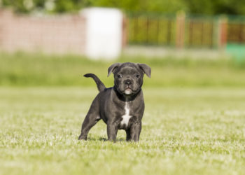 Quel chien prendre avec un Staffie ?
