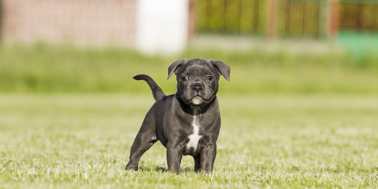 Quel Chien Prendre Avec Un Staffie