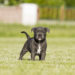 Quel chien prendre avec un Staffie ?