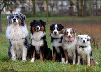 Quelle est la différence entre un Berger Australien et un Berger Australien miniature ?
