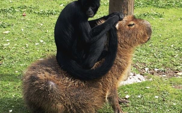 Pourquoi les capybara ?